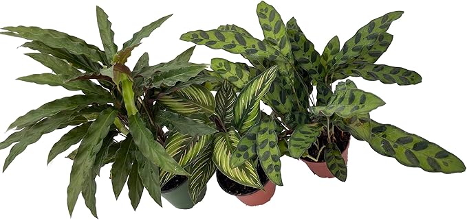 Calathea Assortment - 3 Pack in 4" Pots