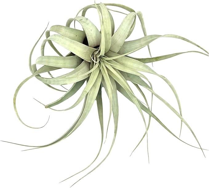 Air Plants - Tillandsia Xerographica, Giant 9-14” - 1ct - Live Arrival Gauranteed - House Plants for Home Decor & Gift