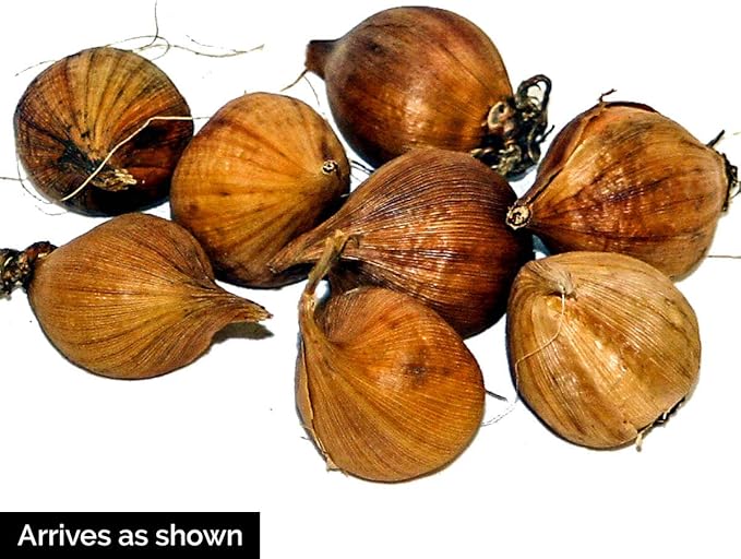 BRECK'S - Bronze Dutch Iris Mixture Dormant Spring Flowering Bulbs - Each Offer Includes 25 Bulbs