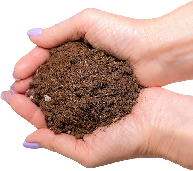 Money Tree Potting Soil Mix for Planting or Repotting Guiana Chestnut, Soil Blended to Properly Grow Money Tree Plants - (1 Quart Bag)