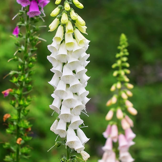 Eden Brothers Foxglove Seeds - Alba