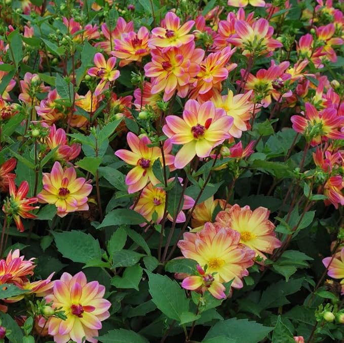 Pacific Ocean Dahlia Roots- Beautiful Flowering Dahlia Bulbs - Long Period Blooming Dahlia Roots - Easy to Grow (1 Pack)