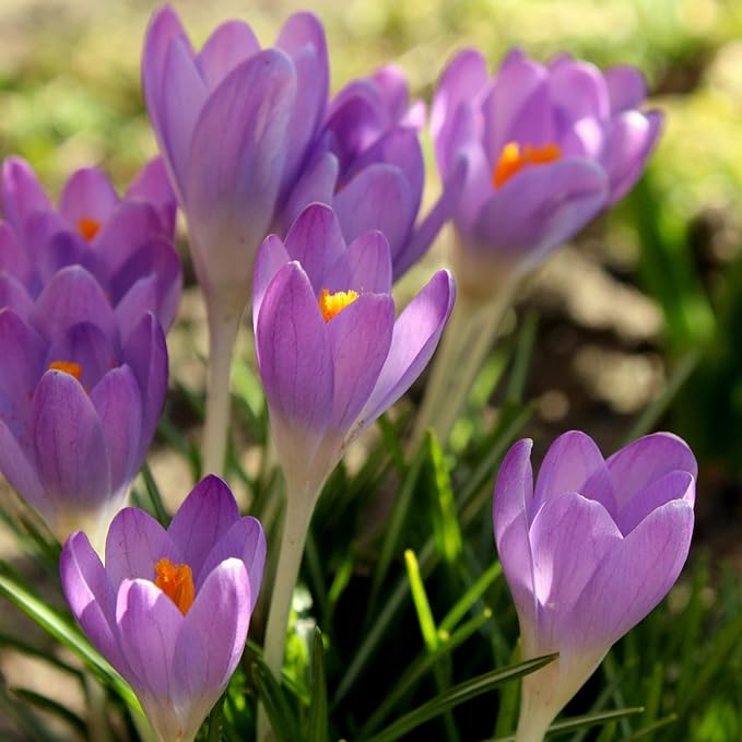 Saffron Crocus Flower Bulbs - Huge Bulbs, 9/10cm Each! Grow The World's Most Expensive Spice - Saffron Bulbs - Crocus Sativus (10)
