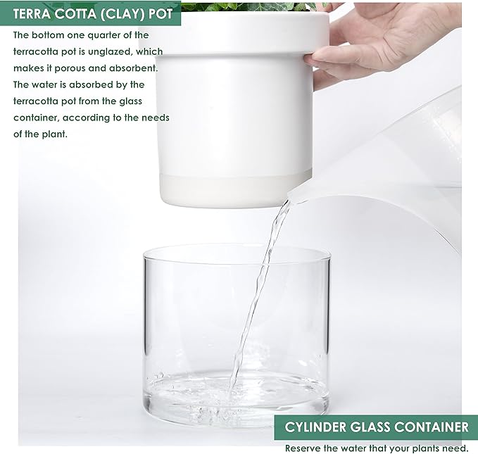 Phoenix Vine 6 Inch Self Watering Planter, White Terracotta Clay Pot with Glass Reservoir for Indoor Plants, Herbs, Flowers, Set of 2, 52-B-F-2