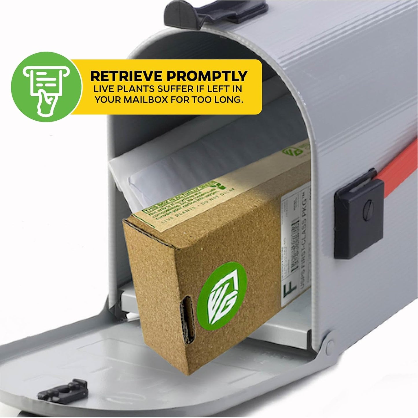 St. Gaya Pitcher Plant - Carnivorous Nepenthes by Wellspring Gardens - Unique Pitchers, Easy-Care, Indoor Plant, Striking Housplant - Fascinating Carnivorous - Starter Plant Aquatic Plant