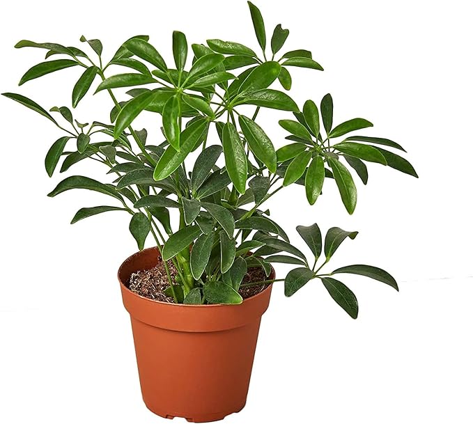 Umbrella Plant Premium Potting Mix - Nourish Your Plants with Nature's Finest Ingredients - 1 Quart