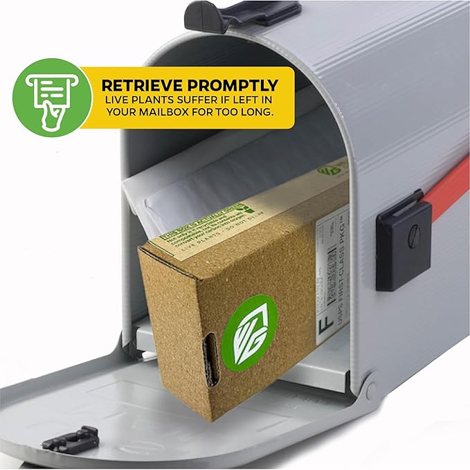 Variegated Vanilla Bean Orchid Live Plant - Vanilla planifolia variegata - Wellspring Gardens Starter Plant -Exotic Tropical Plant - Great for Indoor Houseplants, Outdoor Landscaping & Garden Planting