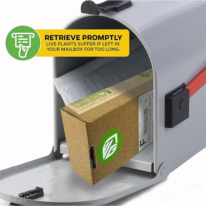 Vanilla Bean Orchid Live Plant (3-Pack) - Vanilla planifolia by Wellspring Gardens - Fragrant Vanilla Beans, Versatile Vine, Tropical Elegance, Aromatic Treasure - Vanilla Bean Starter Plant