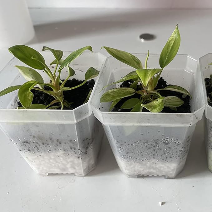 JOIKIT 60 Pack 4 Inch Clear Square Nursery Pot, Plastic Plant Starter Pot with Drainage Hole, Seedling Nursery Transplant Planter for Indoor, Outdoor, Garden, Office, Balcony