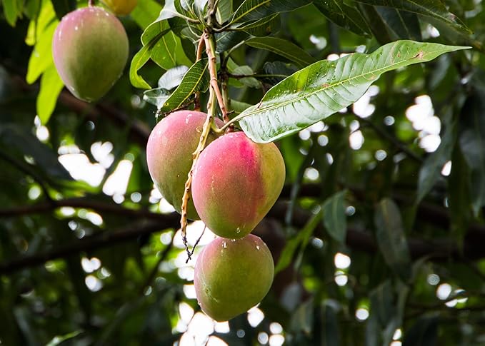 Mango Tree Potting Soil - All-Natural Blend for Thriving Mango Trees - Boosts Root Health and Delicious Harvests - 10 Quart