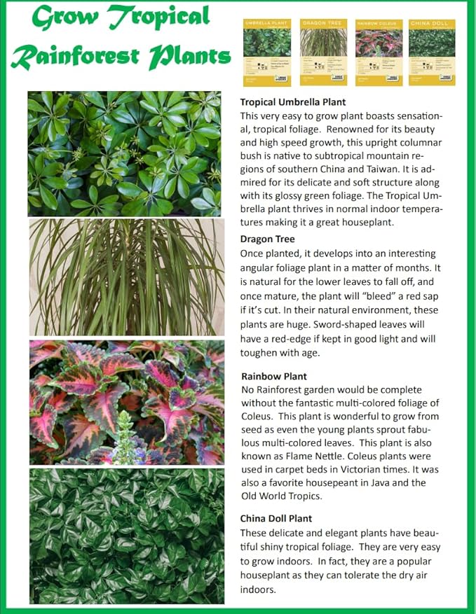 Toys by Biosphere Terrarium Starter Kit with Complete Supplies to Create Your Own Jungle! Indoor Plants for Home Displays and Gardens (Tropical Rainforest Jungle)