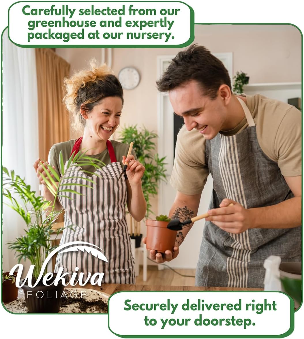 Black Mission Fig Tree - 4 Live Starter Plants - Ficus Carica - Edible Fruit Tree for The Patio and Garden