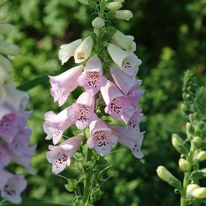 Eden Brothers Foxglove Seeds - Camelot Lavender