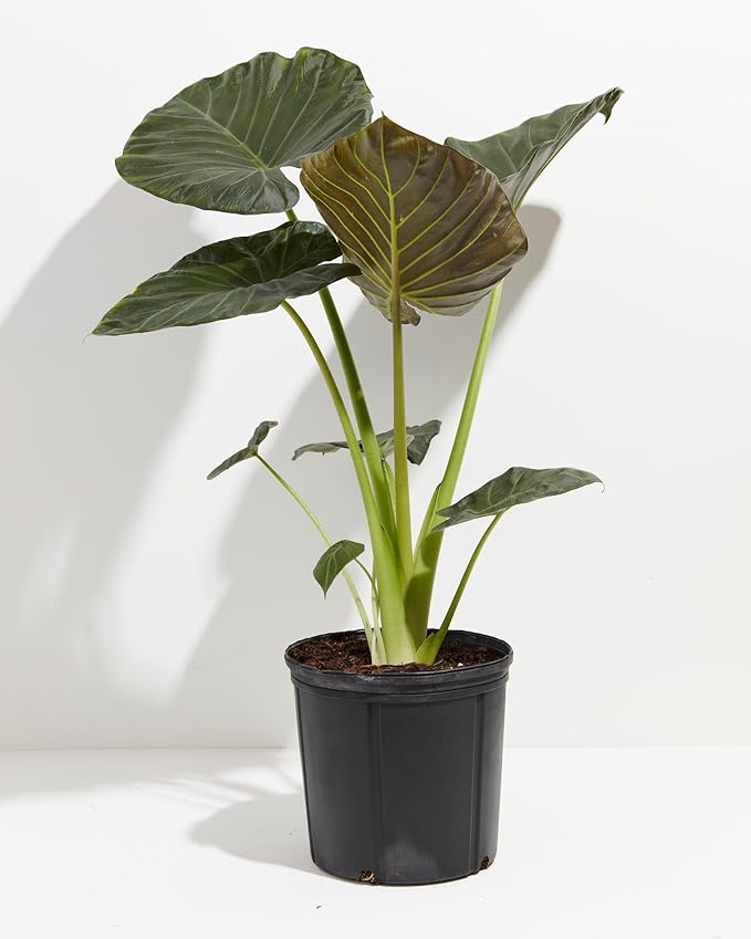 Premium Elephant Ear Plant Soil Mix by Gardenera - Nourishing Formula for Impressive Growth and Eye-Catching Foliage - 5 Quart