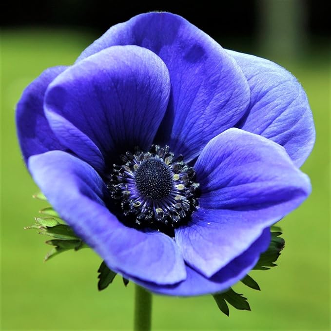 Easy to Grow Anemone 'Blue Poppy' Plant Bulbs (20 Pack) - Blue-Violet Flowering Blooms in Spring Gardens