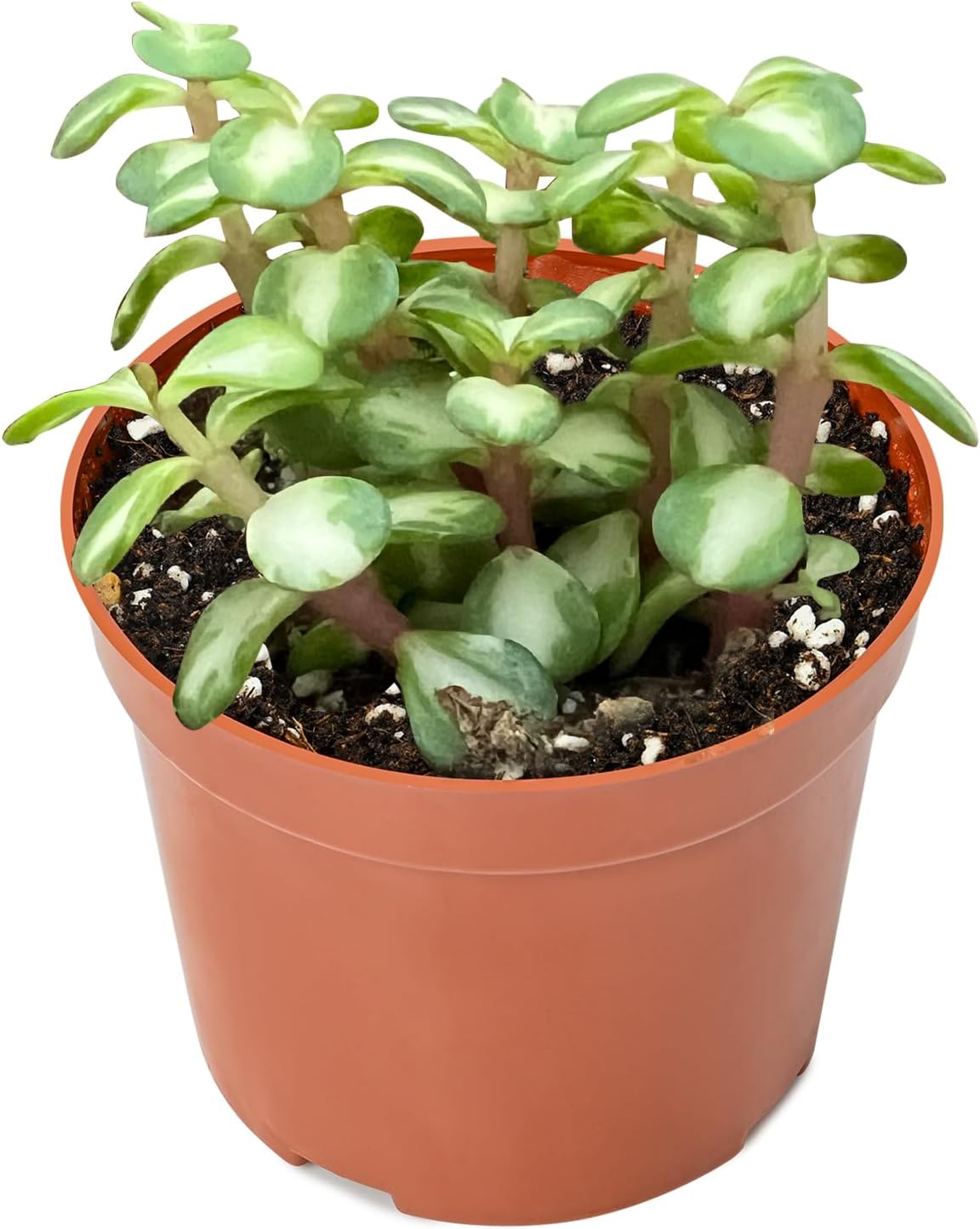 Live Succulent Plants Midstripe Rainbow Bush, Easy Care Potted Succulents, Approx 4" D x 8" H, Indoor Houseplant, Unique Gifts, Home Office Décor