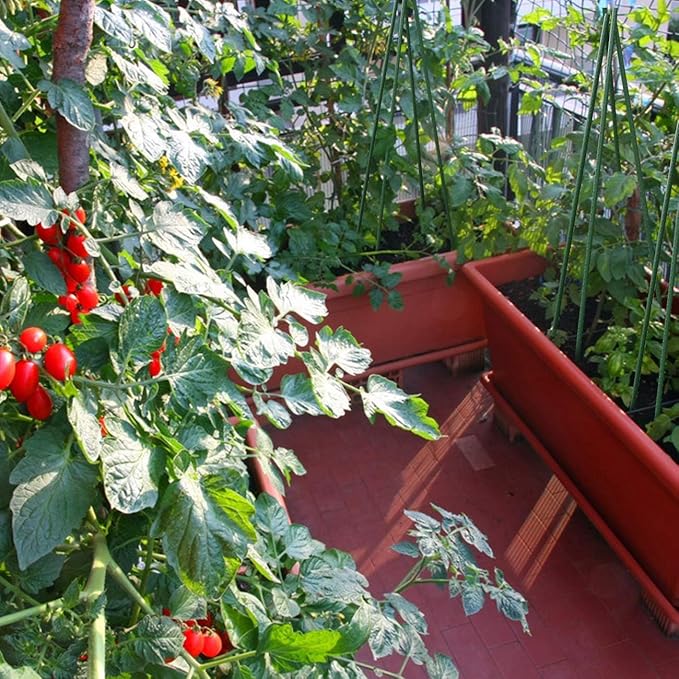 Sunnyglade 72 Inch Garden Stakes, Tomato Stakes Plastic Coated Metal Plant Sticks Stakes Supports for Indoor Outdoor Plants Vegetable (30)