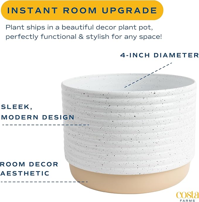 Costa Farms Live Plants (Pack of 2), Easy to Grow Live Indoor Houseplants in 3.8-Inch Plant Pots, Hand-Selected Varieties, Home and Room Decor, 8-10 Inches Tall