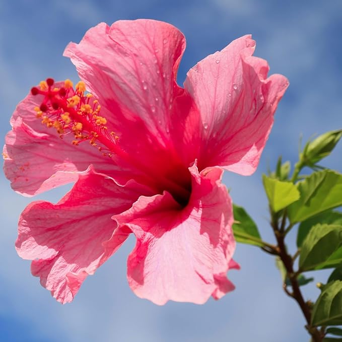 Pink Hibiscus. rosa-sinensis. Live Plant - Tropical Blooming Hibiscus, Pretty Flowers, Used in Tea and Juice (4 Pink Hibiscus sacs)