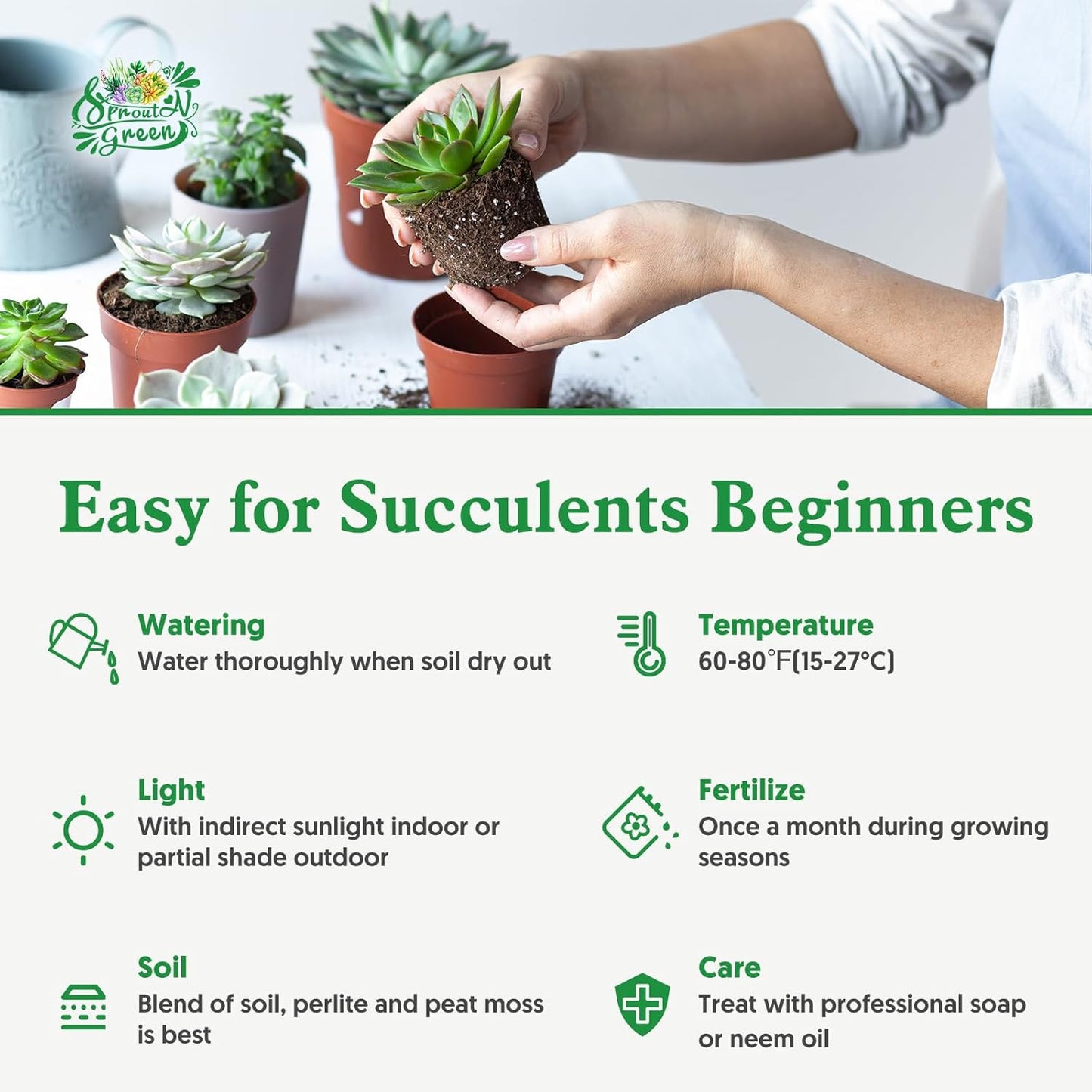 Sprout N Green Paper Spine Cactus, Live Tephrocactus articulatus VAR. papyracanthus, Cactus Plant Fully Rooted in 2" Pots with Soil Mix, Houseplant for Indoor Outdoor Home Office Decor