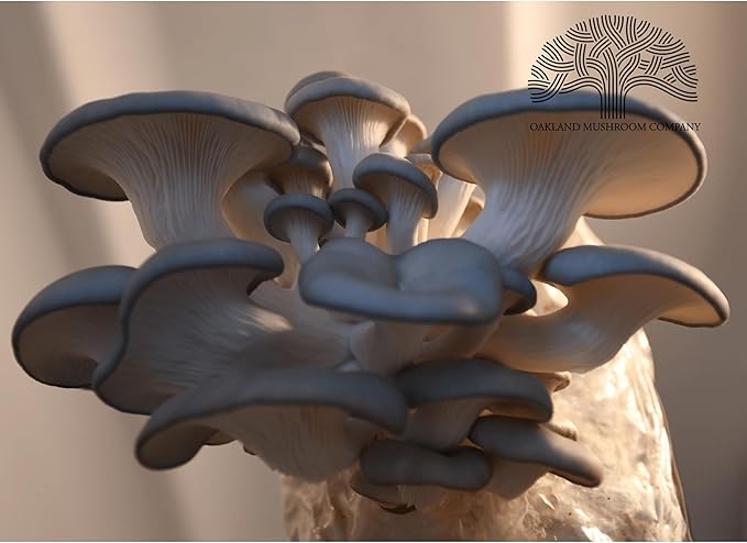 Blue Oyster Mushroom Grow Kit by Oakland Mushroom Co. | Handmade with Organic Ingredients | Ready to Grow | Harvest in 7-14 Days