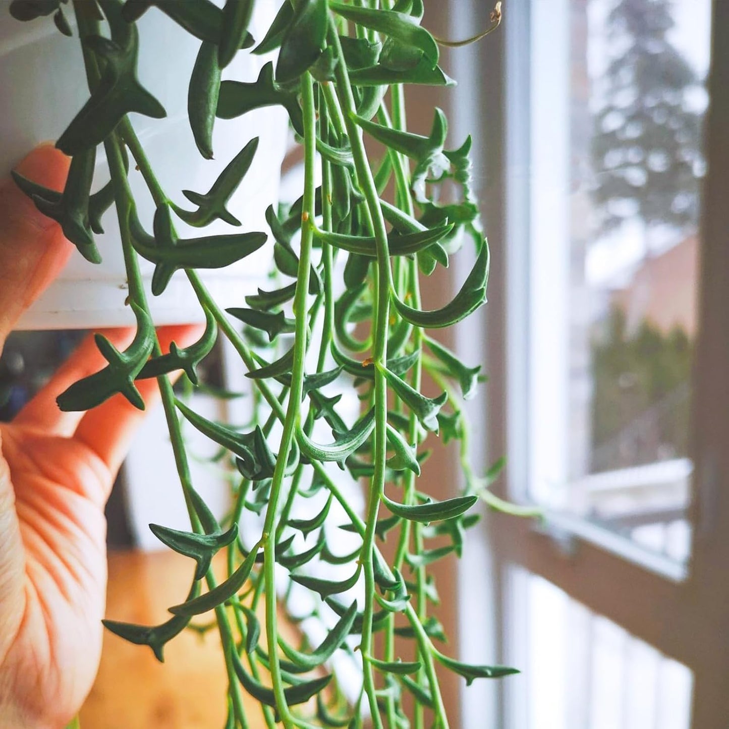 String of Dolphins with White Stripe 4" Pot, Live Succulent Plant Fully Rooted in Pots with Soil, Rare House Plant for Home Office Wedding Decoration DIY Projects Party