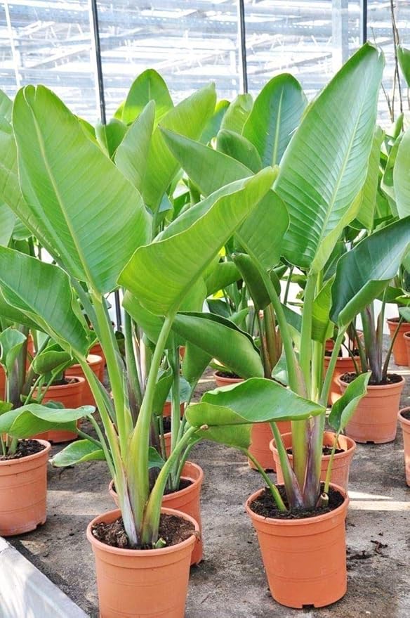 Indoor Banana Tree Ornamental Perennial Non-GMO