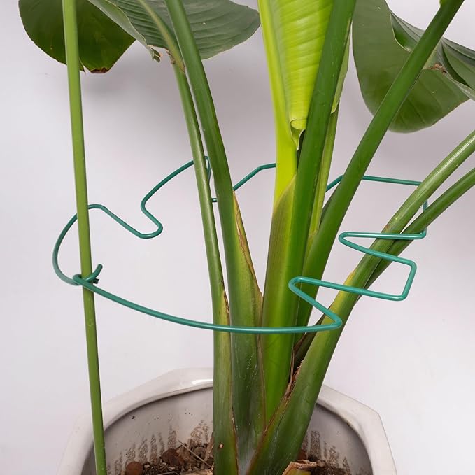 5PCS Monstera Plant Support Stem 9 x 7.6 in- Durable Stabilizer Set for Indoor Climbing Plants, Holders for Enhancing Growth, Ideal Gift for Plant Lovers, Fishbone Cactus Stake Garden Tool