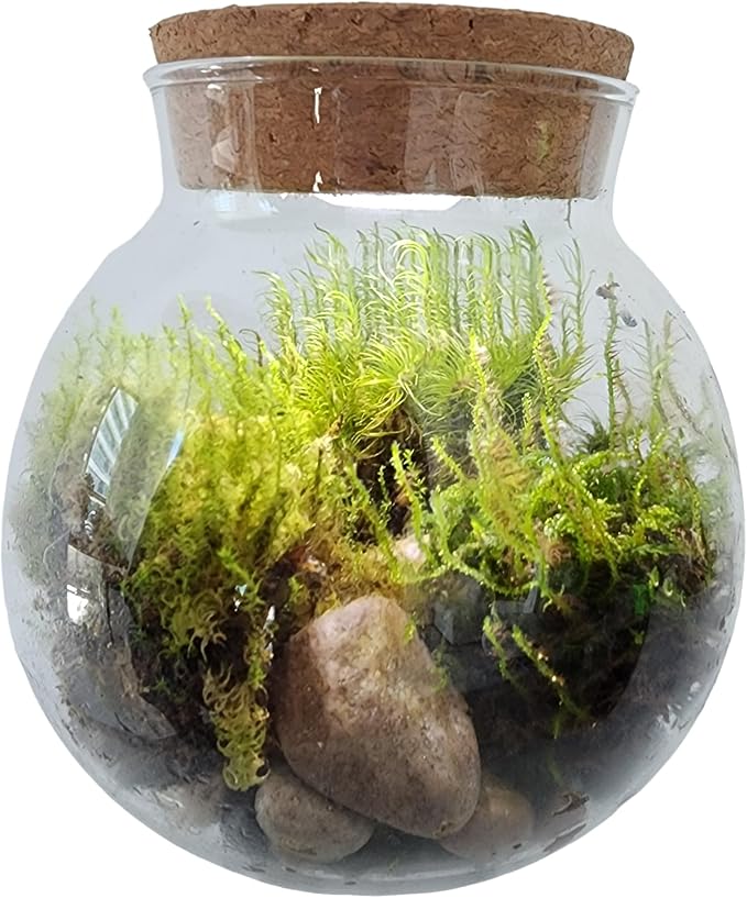 Create Your Serene Moss Sanctuary with The Unique Gardener Moss Bowl Terrarium Kit with LED Light - Complete Terrarium Supplies, Indoor Plants for Stress Relief & Air Purification!