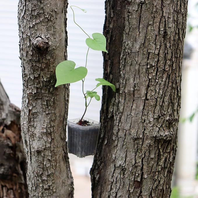 BangQiao 300 Pack 1.55 Inch Tiny Clear Plastic Square Nursery and Seedling Pot, Mini Transplant Seed Starter Planter with Drain Hole for Germination, Herb, Succulent