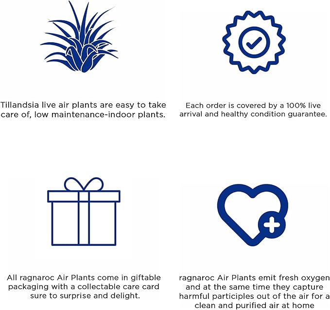 Air Plants - Loki Gift Box - 9ct - Live Arrival Guaranteed - House Plants for Home Decor & Gift