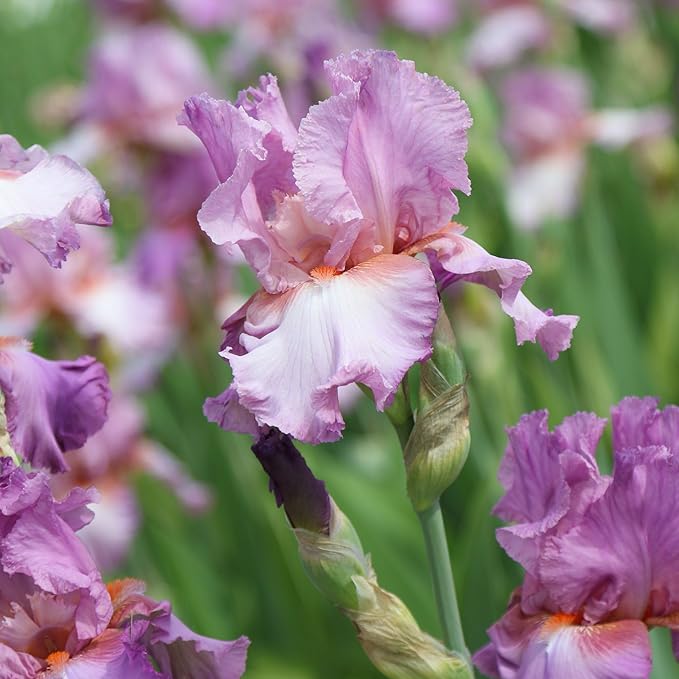 Easy to Grow Bearded Iris Persian Berry - 9 Plant Bulbs Rhizomes, Purple Flowers in Spring to Fall, Full Sun Low Maintenance