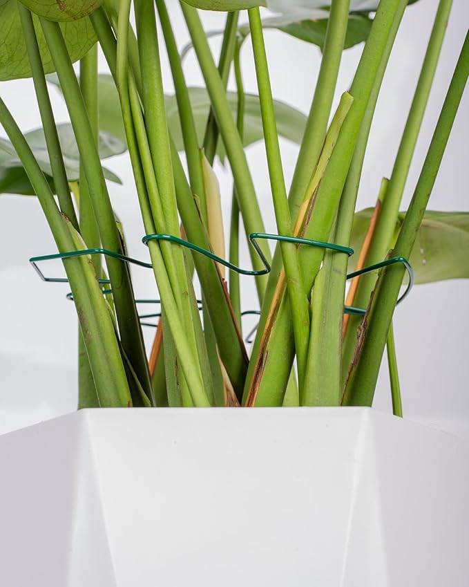 Monstera Plant Support 6-Pack - Durable Iron Clamps with Turtle Shell Design, Plant Supports for Indoor Plants & Climbing Vines, Healthy Growth & Leaf Stabilization