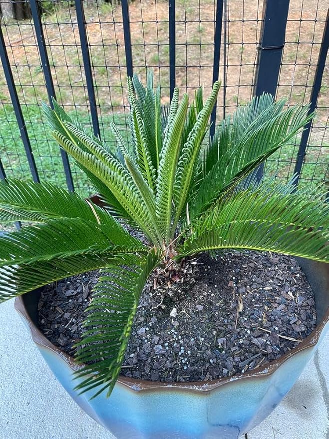 Premium SOGO Palm Plant Soil Mix by Gardenera - Stimulate Growth and Elevate Exquisite Beauty with Nourishing Formula - 5 Quart