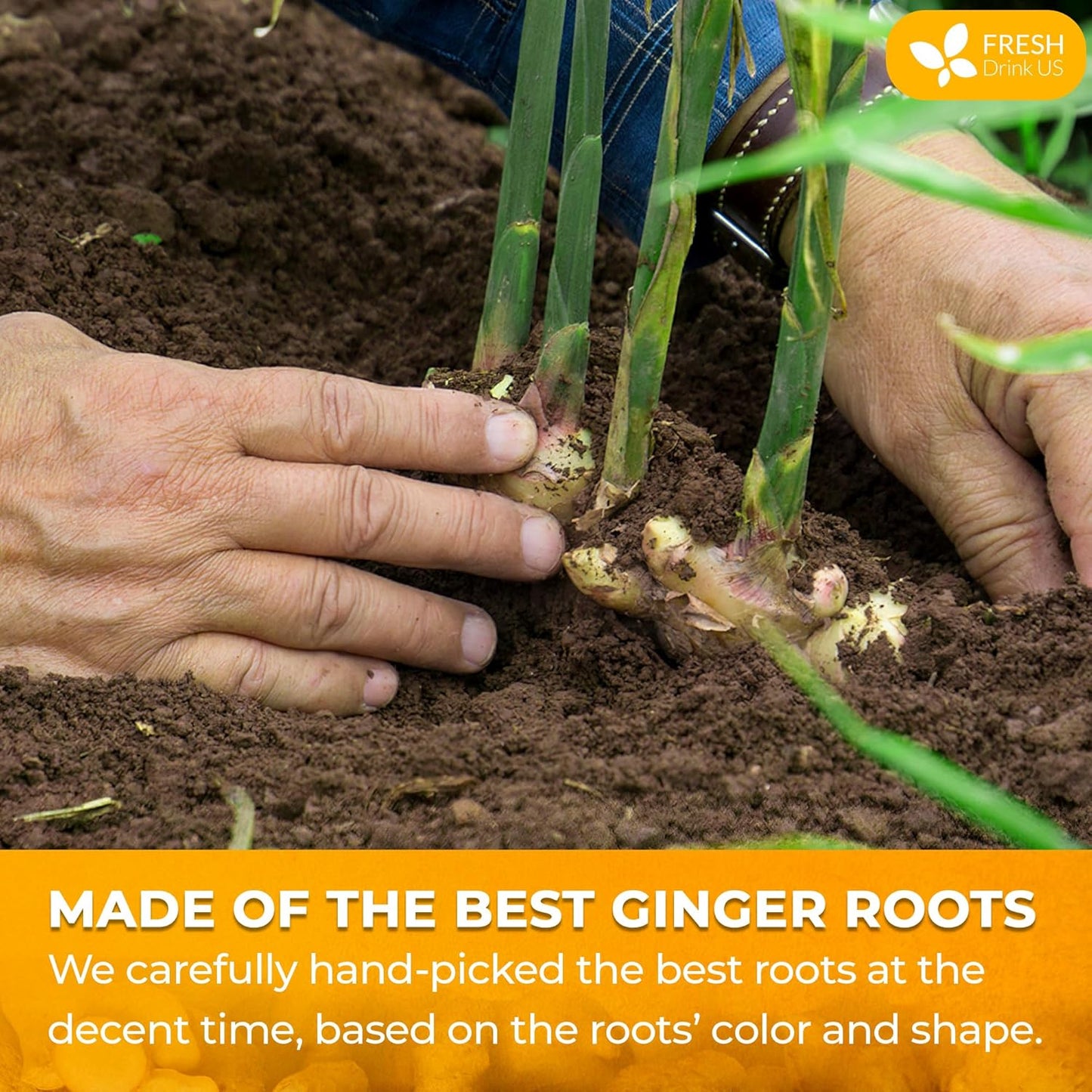 FreshDrinkUS, Premium 10oz Natural Ginger Roots, Cut and Sifted, 100% Natural & Pure from Ginger Roots, Ginger Tea, Ginger Loose Herbal Tea, No Additives, No Caffeine, Vegan