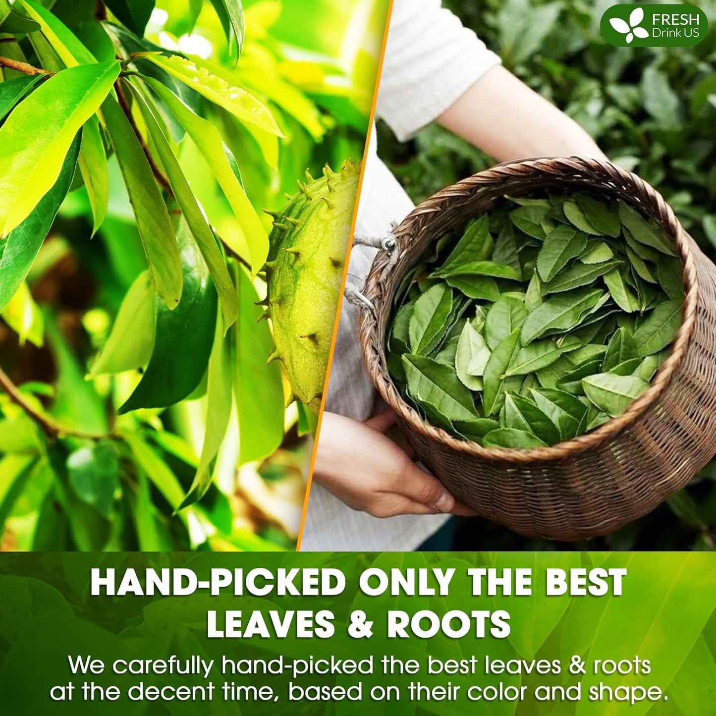 FreshDrinkUS, Premium 40 Tea Bags Soursop Green Tea, 100% Natural & Proprietary Blend from Soursop Leaves and Green Tea. Smooth Flavor. Made with Eco-Conscious Tea Bags. No Additives No Sugar, Vegan.