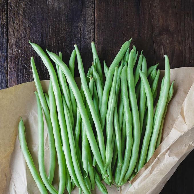 Blue Lake Bush Bean 274 Seeds - 18 Gram Packet - Non-GMO, Heirloom, Open Pollinated - Vegetable Garden Seeds - Green String Beans