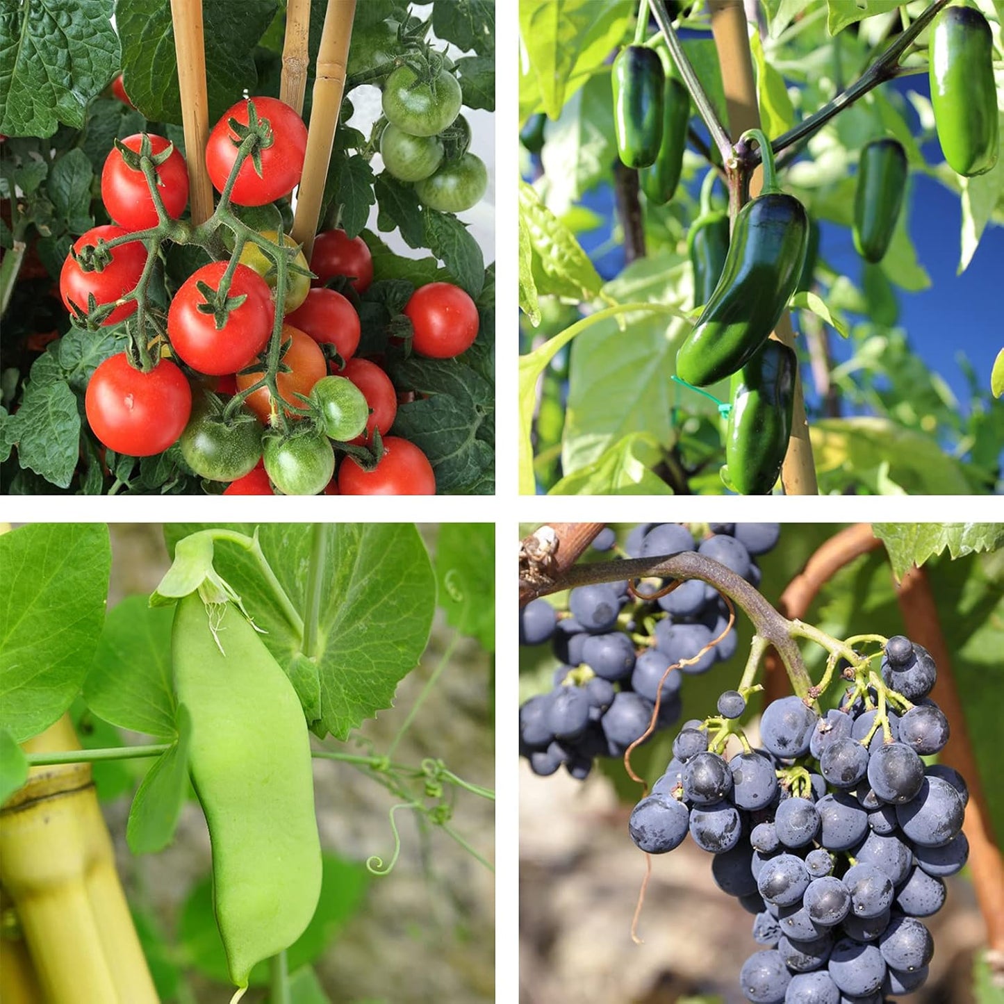 Bamboo Sticks for Plants 2 Feet Bamboo Stakes for Indoor Gardening Plant Stakes Supports Potted Plants Mini Trees Garden Stakes - Pack of 30 Bamboo Poles Natural