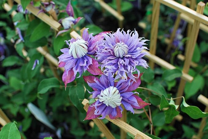 Perennial Farm Clematis x Viticella Diamantina Hybrid– Live Regal® Series Clematis in 4 Quart Container, Large Double Purple Blooms, Long Blooming, Compact Climber, Ideal for Trellises & Containers