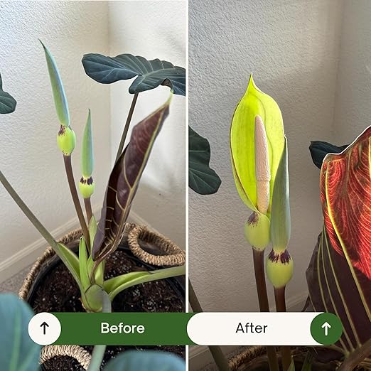 Organic Liquid Plant Food for Houseplants & Outdoor Pot Plants - All-Purpose Fertilizer (8 oz) Cute Farms