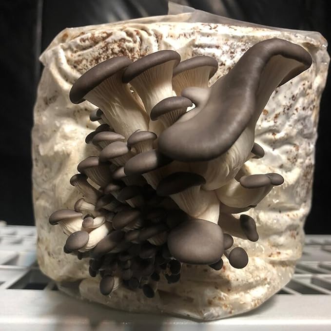 5 Pack Oyster Mushroom Liquid Cultures Starter Pack - Black Oyster, Blue Oyster, King Blue Oyster, Pearl Oyster, & Pink Oyster