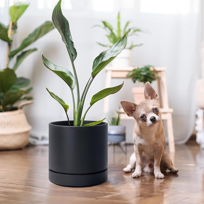 Phoenix Vine 6 Inch Planter Pot with Drainage Hole & Saucer, Deep Water Catch Tray, Straight Cylindrical Round Pot for Plants, Matte Black, Pack of 3, 23-C-S-3