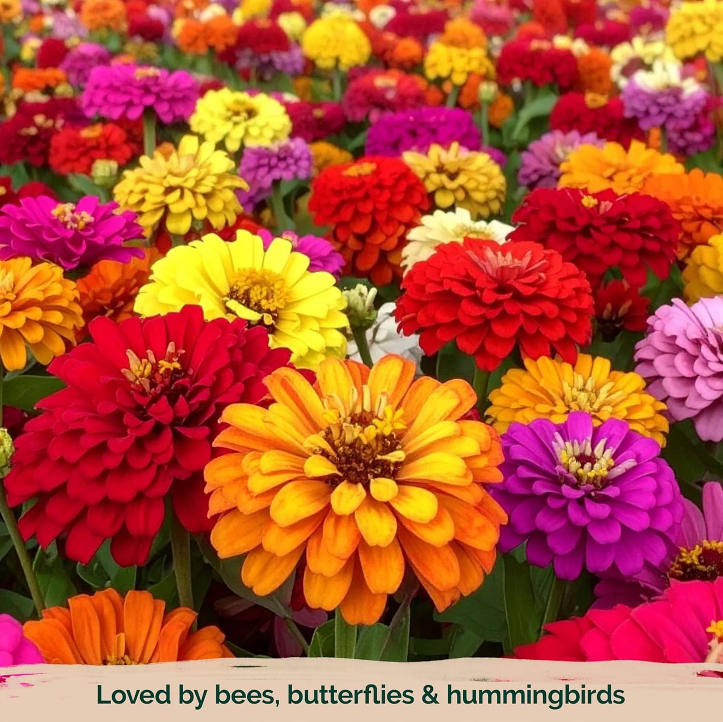 KVITER 550 Crazy Blend Zinnia Seeds for 2025 (Zinnia Elegans) – Double Zinnia Seed Mix, Heirloom Pollinator Magnet – Ideal Flower Seeds for Planting in Cutting Garden, Borders, Containers