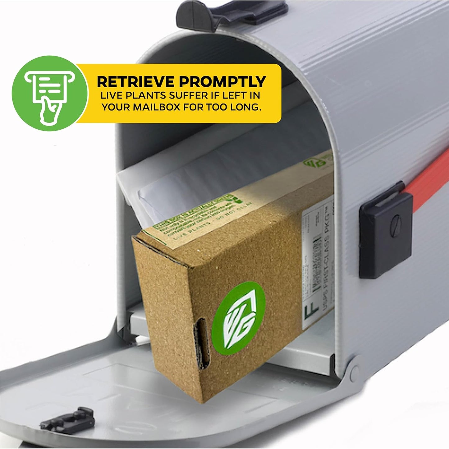 Miranda Carnivorous Pitcher Plant - Nepenthes Miranda - Wellspring Gardens Starter Plant - Unique & Exotic Tropical for Indoor/Outdoor Growing & Planting - Easy to Grow, Great for Nature Lovers