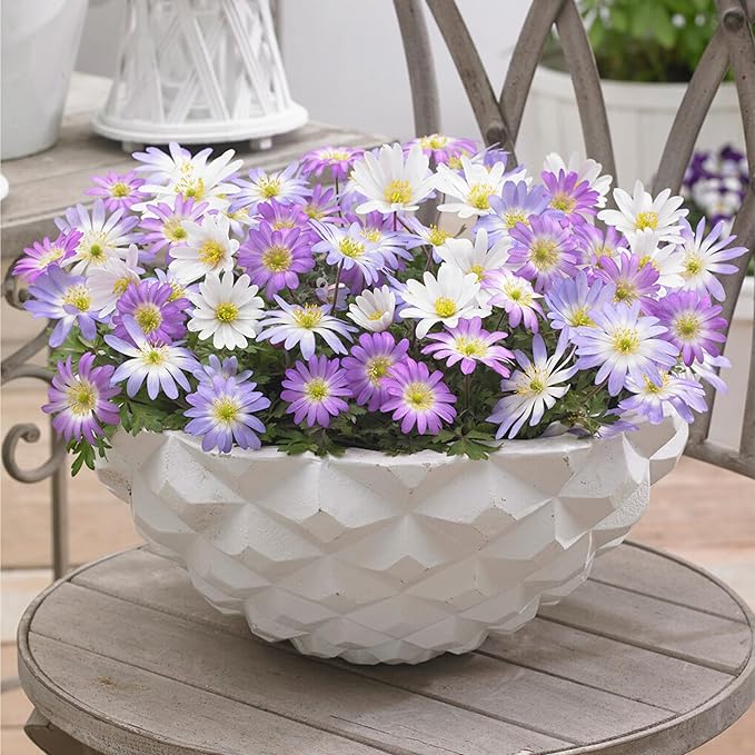 | 20 Mixed Anemone Blanda Bulbs for Fall | Deer-Resistant & Vibrant | Perfect Perennial Garden Flower 4 to 5 cm Bulb Size