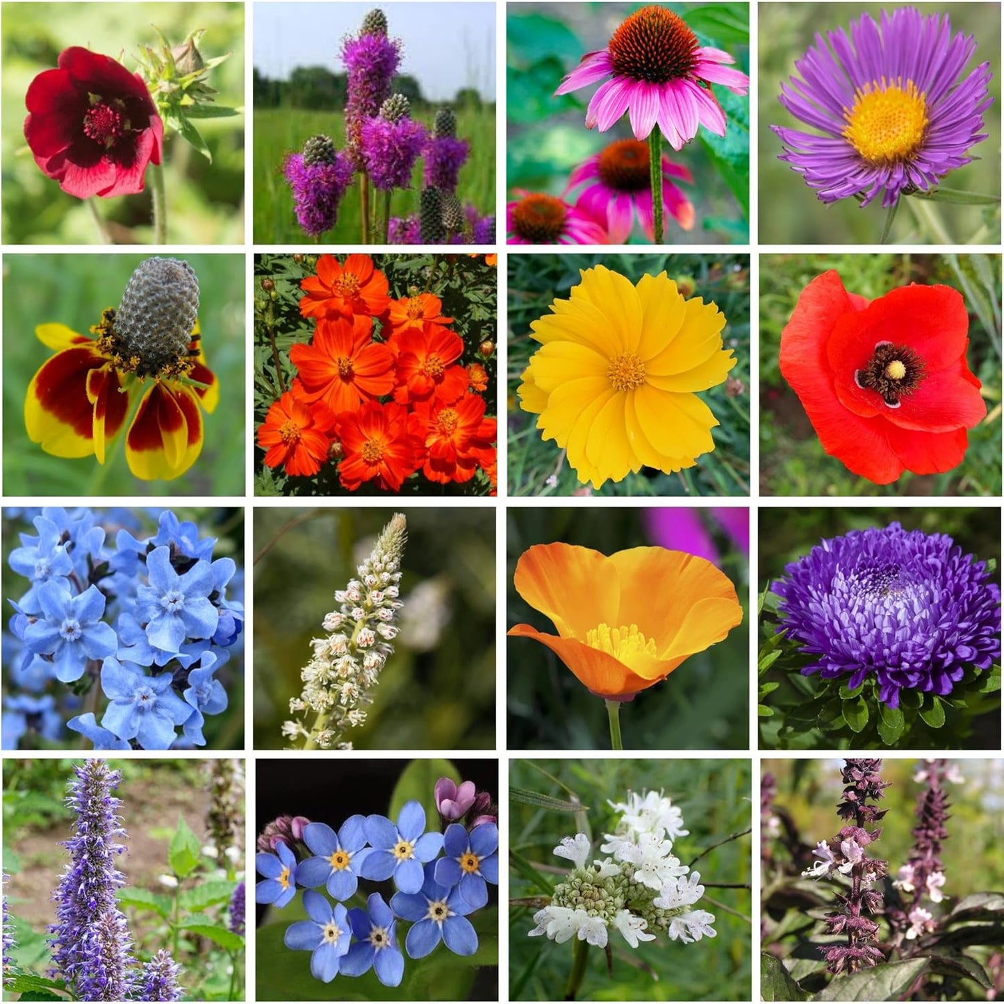 Regional Wildflower - Northeast USA Wildflowers - 100% Pure Seed - Organic, Non-GMO - 21 Wildflower Variety Seeds of Annual & Perennial, 1 LB Tub