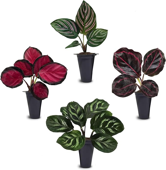Calathea Collection (4 Pack) Live Plants โ Stunning Foliage Prayer Plants Like Orbifolia, Rose Painted, White Star & Dottie โ Easy Indoor Tropical Plants โ Pet Friendly โ Natural Air Purifiers