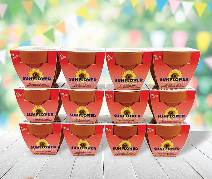 BUZZY Seeds Terracotta Mini Grow Pots | Herb, Plant, Flower Starter Kit for Kids & Adults | Sunflower 12-Pack, Classic Collection | Guaranteed to Grow | Best Indoor-Outdoor Gardening Gift