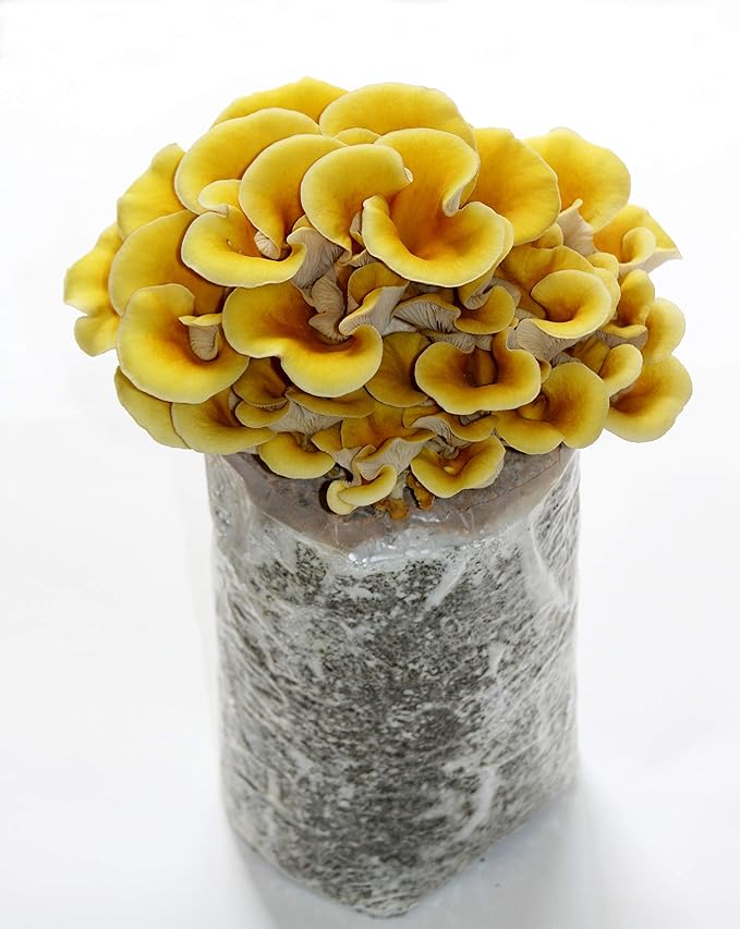 Two Mushroom Grow Kits, 3Lb Each (Blue Oyster & Golden Oyster)