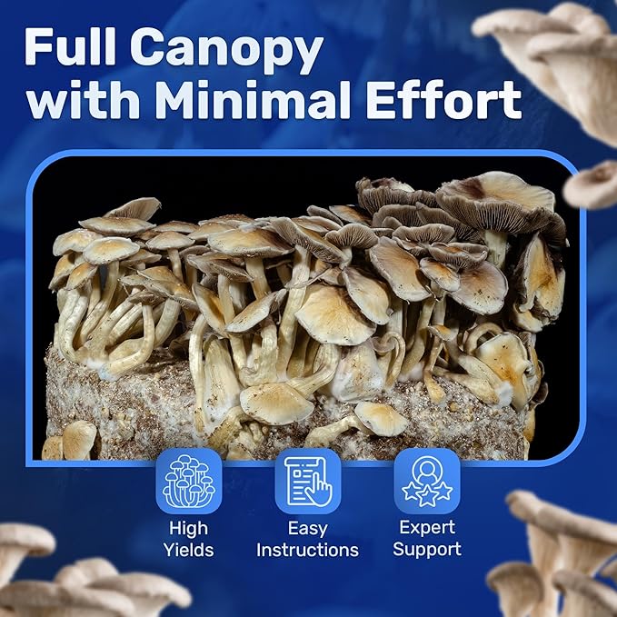 Surfin' Spores All-in-One Mushroom Grow Kit | 6 lb Grow-in-Bag Kit/Monotub Refill | Includes: 2 lb Sterile Grain Bag with Injection Port & 4 lb Organic CVG Substrate | Spores Not Included (Pack of 2)